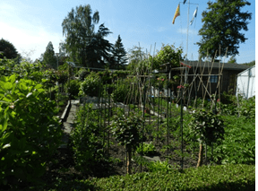 Examples of urban agriculture at the De Zuiderhof allotment garden in Rotterdam.