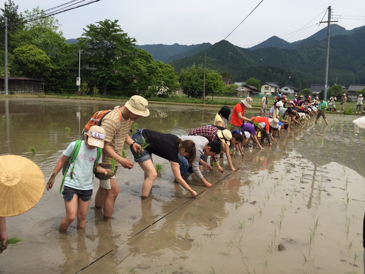 Rice planting.jpg